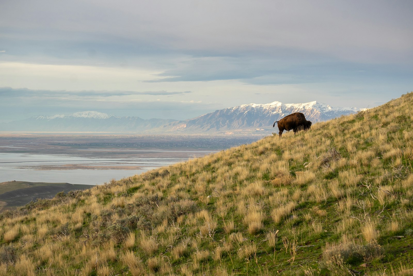 Antelope Island State Park Day Trip from Park City: Bison and the Great Salt Lake
